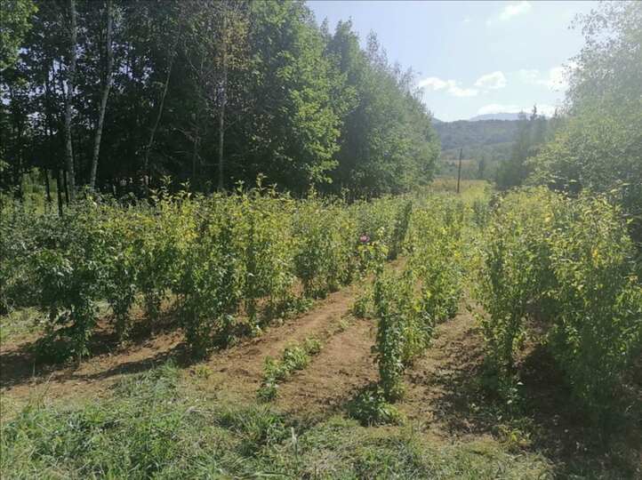 Erozija